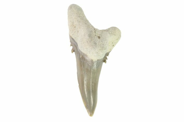 Bone Valley Shark Tooth (Hemipristis) - Lower Tooth #145139
